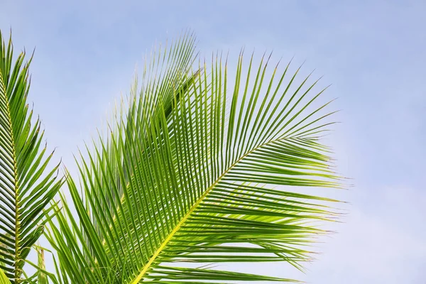 Hojas de palma de coco — Foto de Stock