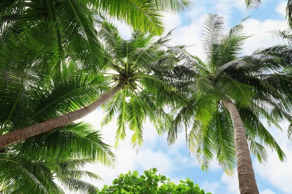 Tropical coconut palms — Stock Photo, Image