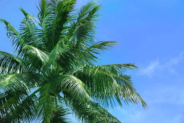 Hojas de palma de coco — Foto de Stock