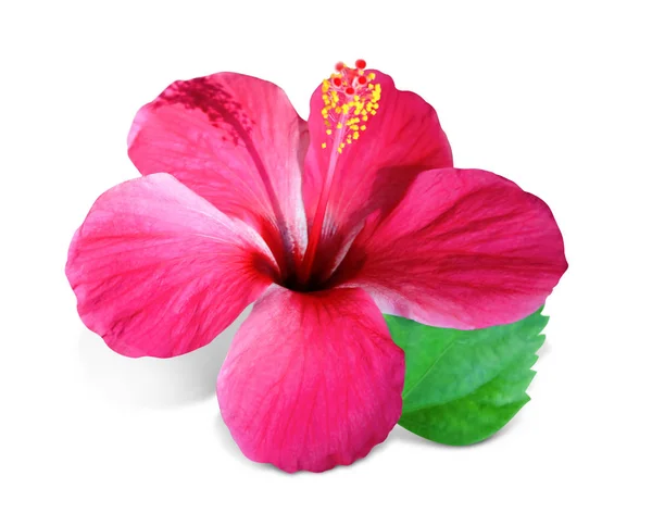 Ljusa tropisk blomma — Stockfoto