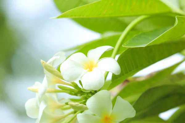 Hermosas flores de plomería — Foto de Stock