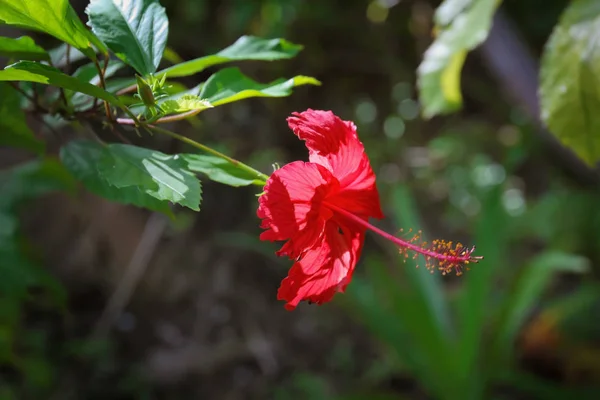 Fleur tropicale lumineuse — Photo