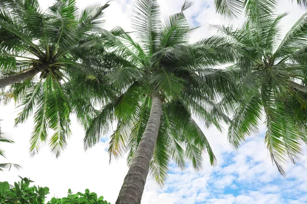 Tropical coconut palms — Zdjęcie stockowe