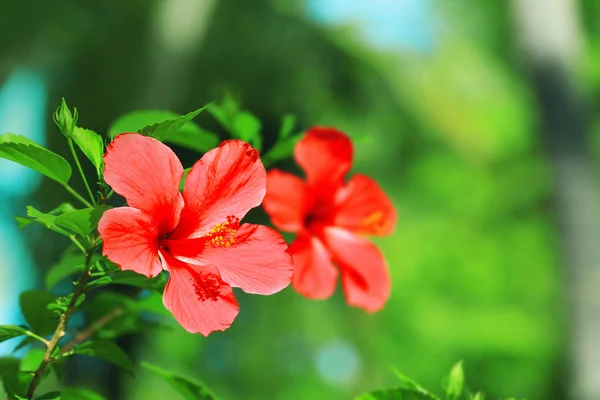 Exotic tropical flowers — Stock Photo, Image