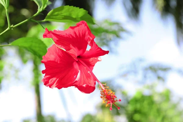 Flor tropical brilhante — Fotografia de Stock