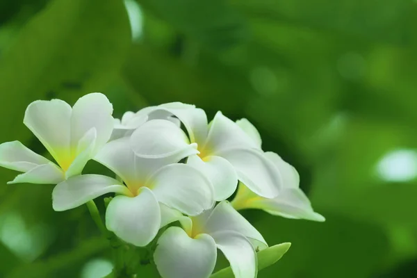 Güzel plumeria çiçekler — Stok fotoğraf