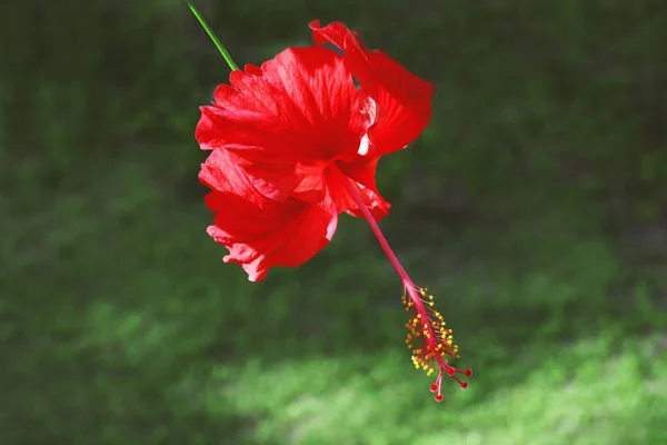 Bright tropical flower — Stock Photo, Image