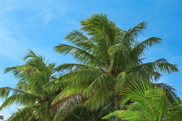 Green tropical palms — Stock Photo, Image