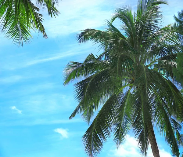 Zielony tropikalne palmy — Zdjęcie stockowe