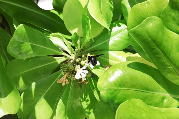 Green tropical plant — Stock Photo, Image