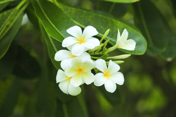 Bellissimi fiori di plumeria — Foto Stock