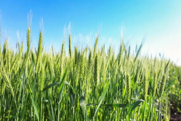 Schönes Weizenfeld — Stockfoto