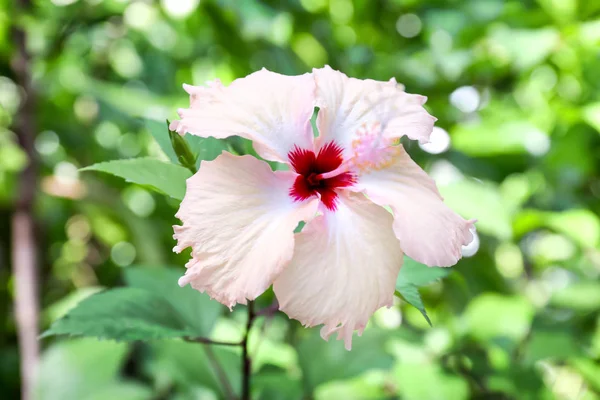 Flor tropical brilhante — Fotografia de Stock