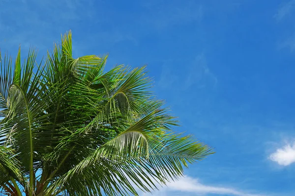 Güzel tropikal palmiye — Stok fotoğraf