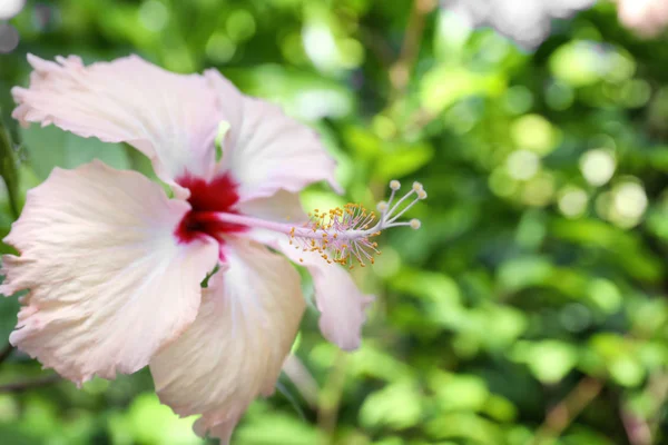 Jasny kwiat tropikalnej — Zdjęcie stockowe