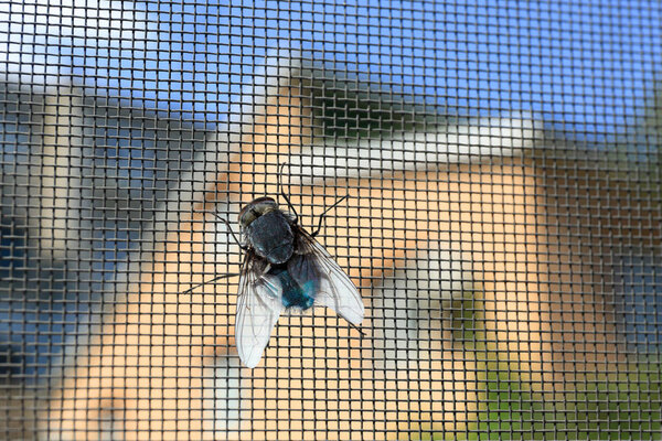 Fly on window screen