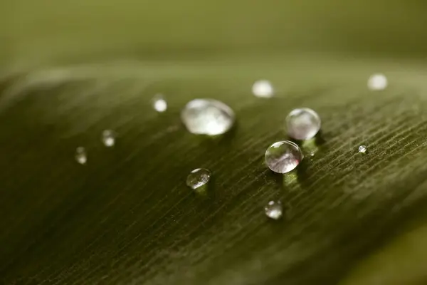 Waterdruppels op groen blad — Stockfoto