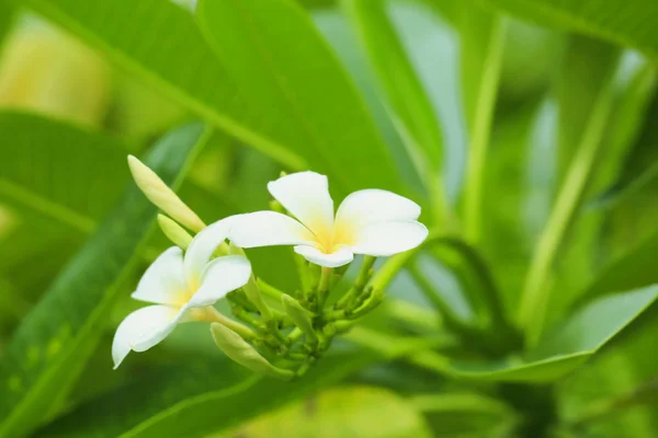 Hermosas flores de plomería — Foto de Stock