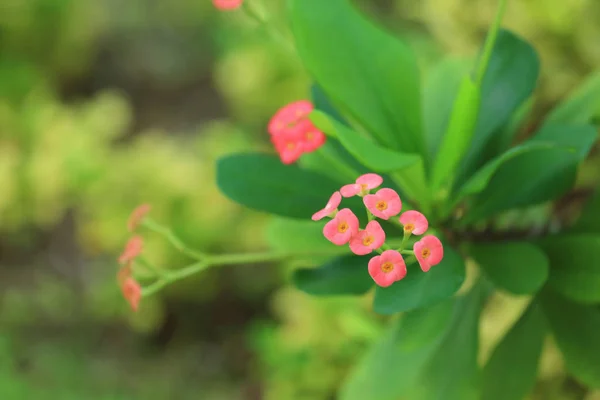 Exotiska tropiska blommor — Stockfoto