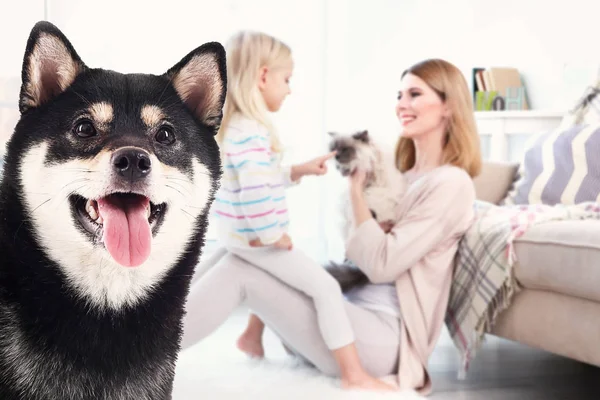 Hund und glückliche Familie mit Katze im Hintergrund — Stockfoto