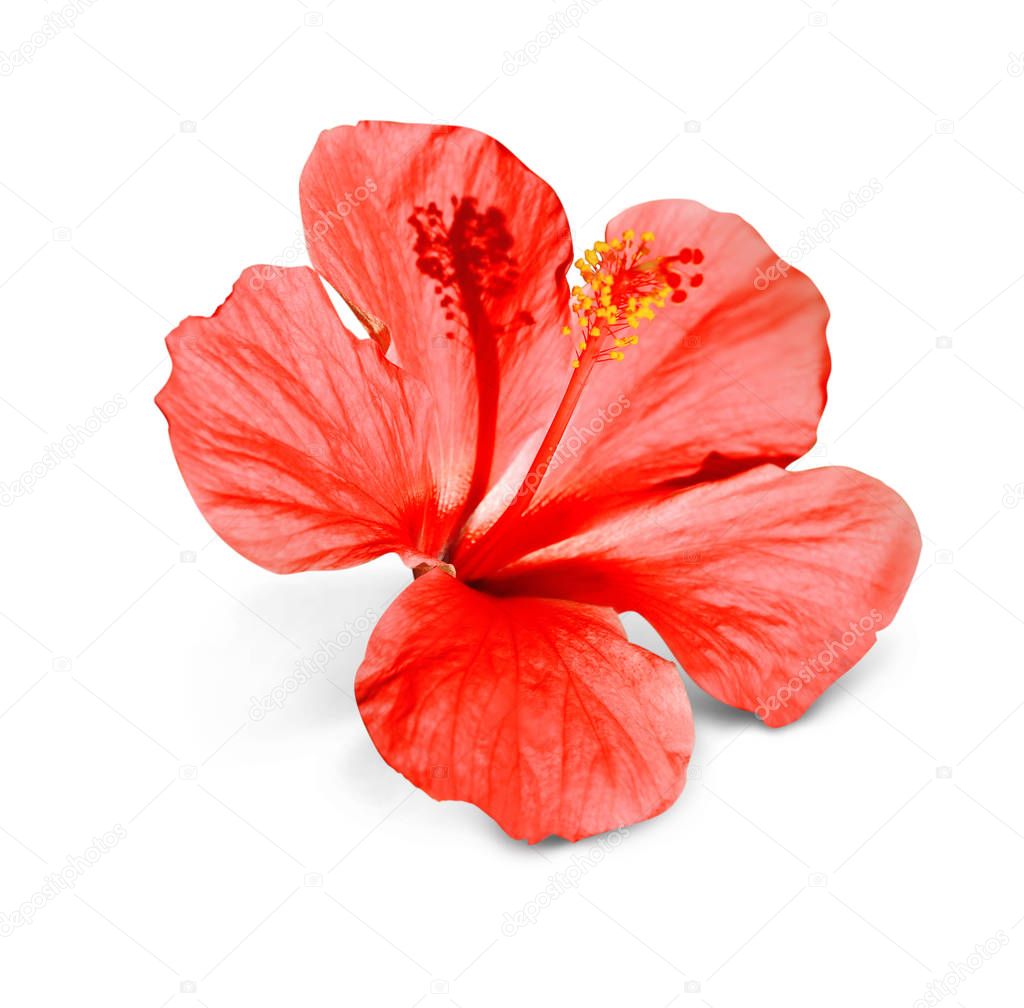 Bright tropical flower 
