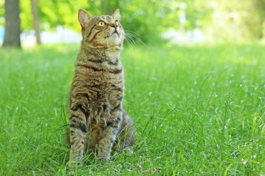 Yeşil çimenlikteki sevimli kedi