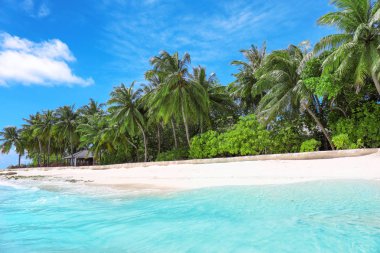 tropikal palmiye ağaçları ile kumlu plaj