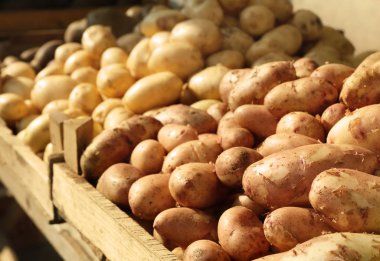 Patates çeşitleri 