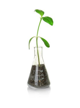 Erlenmeyer şişeye bitki 