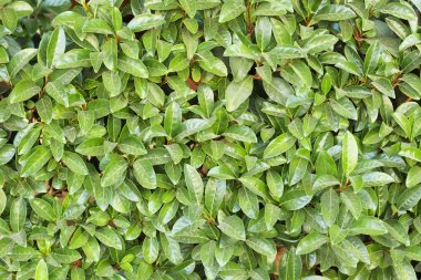 Tropikal bush yeşil yaprakları ile