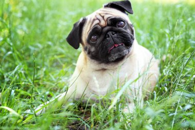 sevimli köpek çimlerin üzerine