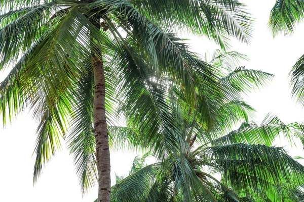 Vista de hermosas palmeras — Foto de Stock