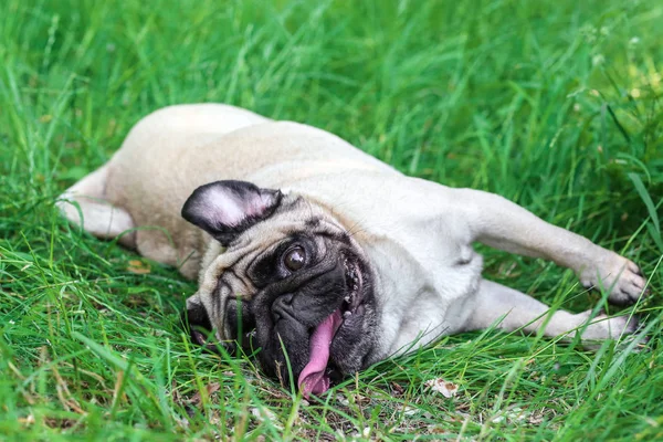 Lindo perro en hierba — Foto de Stock