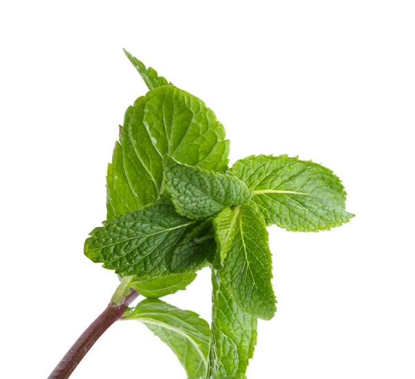 Fresh lemon balm — Stock Photo, Image