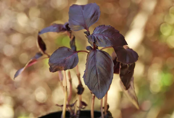 红罗勒属植物上模糊的背景 — 图库照片