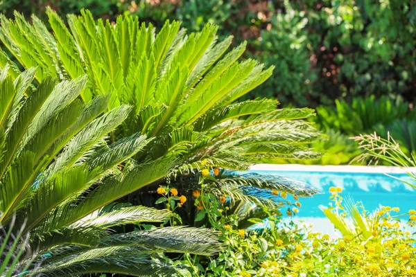 Piante tropicali con foglie verdi — Foto Stock