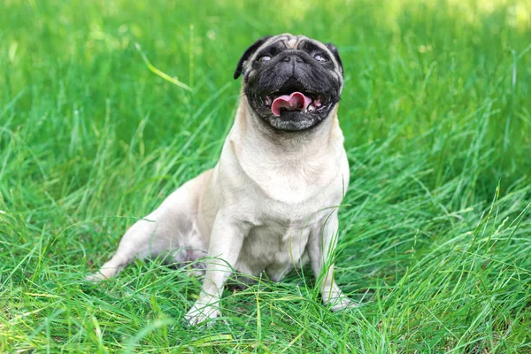 Cão bonito na grama — Fotografia de Stock