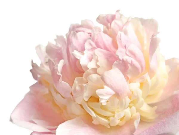 Bellissimo fiore di peonia — Foto Stock