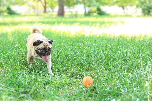 Lucu anjing di rumput — Stok Foto