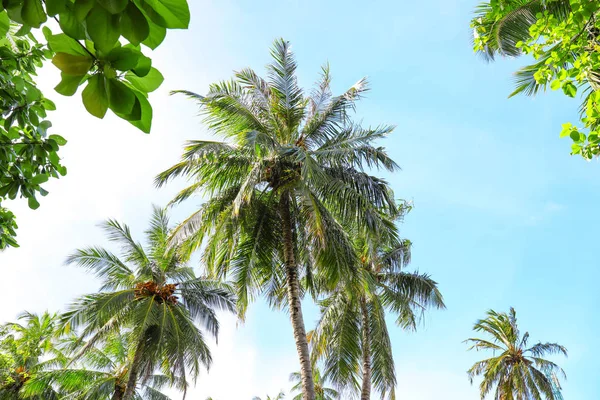 View of beautiful tropical palms — Stock Photo, Image