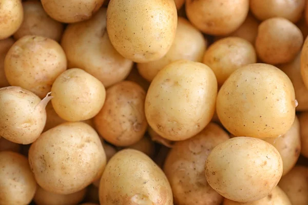 Rauwe biologische aardappel — Stockfoto