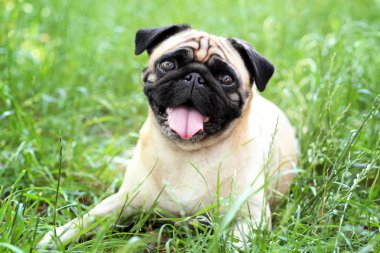 sevimli köpek çimlerin üzerine