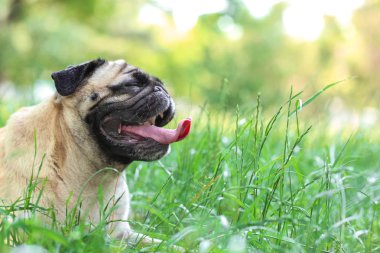 sevimli köpek çimlerin üzerine