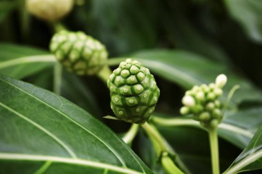 Yeşil tropikal bitki