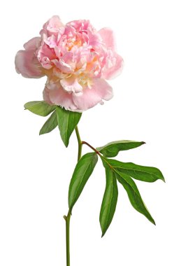 güzel Şakayık çiçeği