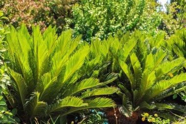 Yeşil yaprakları ile tropikal bitki 