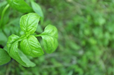 Yeşil fesleğen bitki