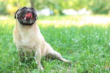 sevimli köpek çimlerin üzerine