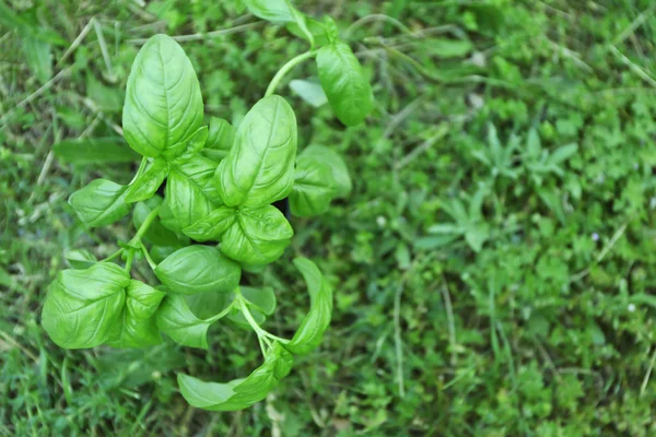 Green basil plants — Stock Photo, Image