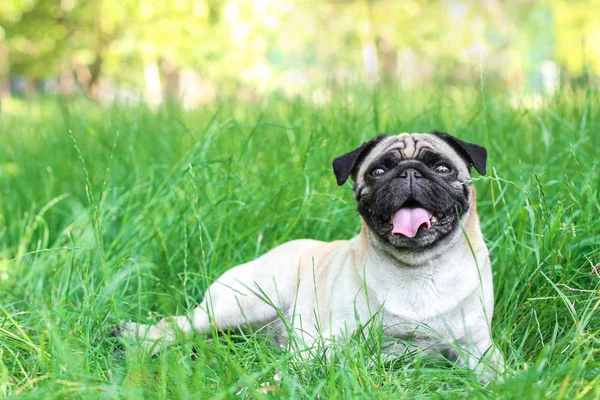 可爱的小狗在草地上 — 图库照片